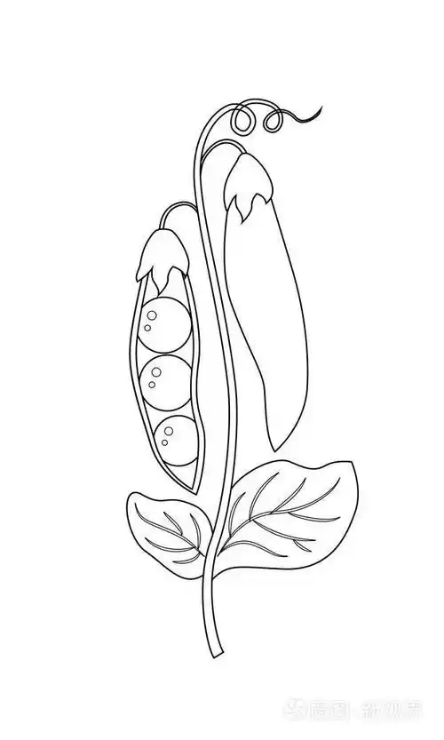 白色背景查出的无色豌豆向量例证插画-正版商用图片0a7fcp-摄图新视界
