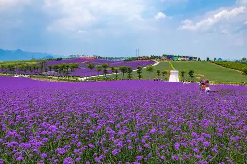 紫色花海------忻城薰衣草庄园