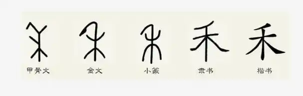 汉字《禾》的笔顺-拼音-演变和介绍(含甲骨文)