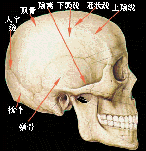 (图)颅骨侧面