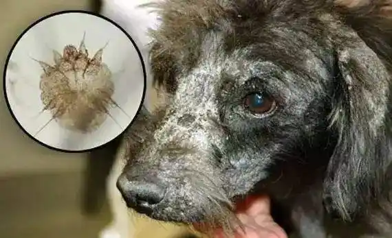 狗狗感染疥螨的原因是什么