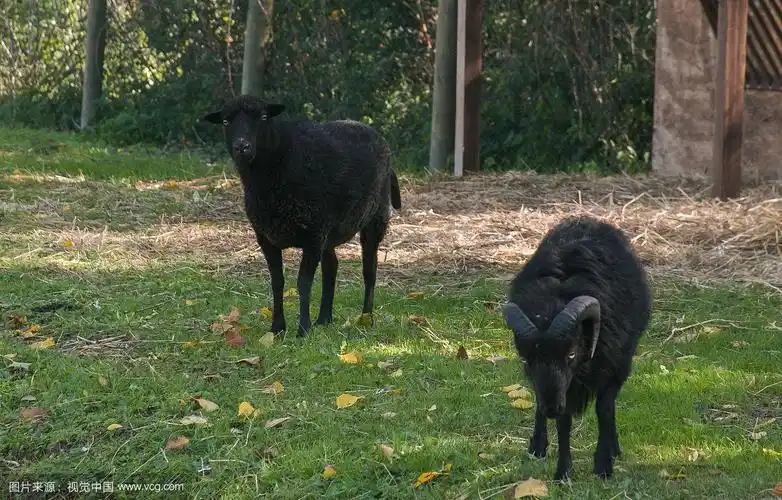 绿草地上的黑羊和白羊