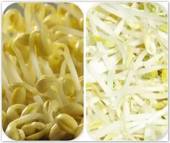 生产绿豆芽和黄豆芽的区别