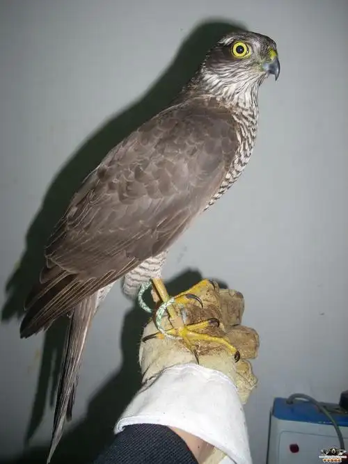 发只烈性的鹞子