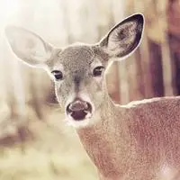 清新的麋鹿森系qq头像图片孤独的看着远方的它