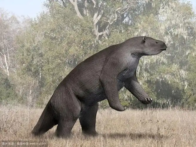 消失的巨兽传奇的美洲地懒