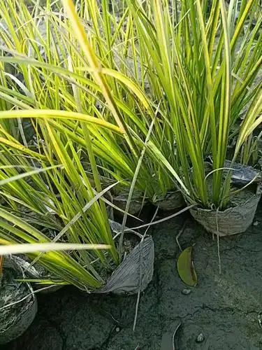 金叶石菖蒲种植户批发价金叶石菖蒲大量批发