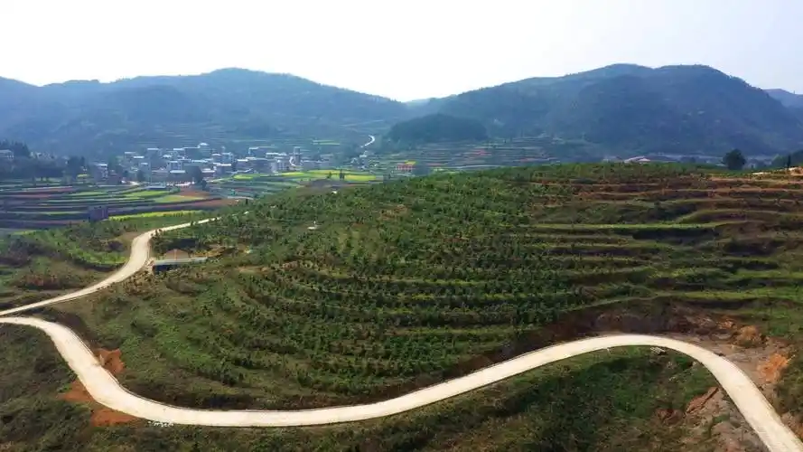 走进贵州省岑巩县天星乡茅坪村油茶种植基地里,村民们正在抢抓时节,忙