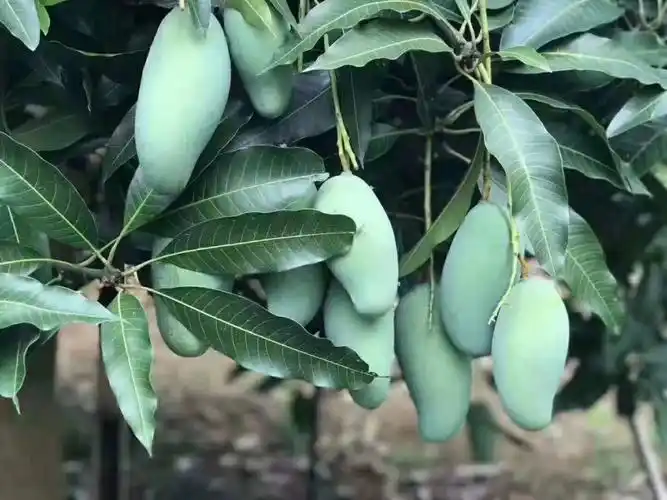 桂七芒果上市啦