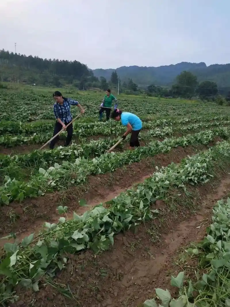 高产量的红薯需要在种植期间注意相关事情,方可实现高产的目的