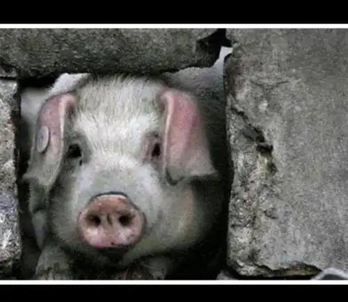 猪坚强:先活下来,再活下去才是王道