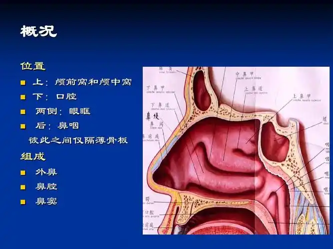 鼻鼻窦解剖
