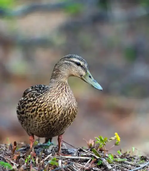 草地绿头鸭母鸭