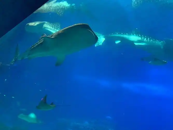 错峰出游  #无滤镜  感受#珠海长隆海洋王国#鲸鲨  #白鲸  #海豚