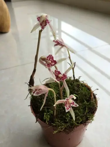 刚刚在山上挖了几颗无叶子的兰花!也不知道是什么品种!