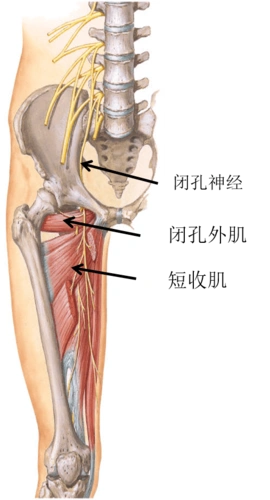 骨盆之后还应该再加一个口就是闭孔这,我们看耻骨联合外下1.