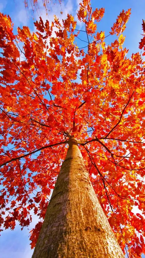 树～ - 美景美图一起来分享 - 图虫