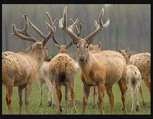 四不像是什么动物