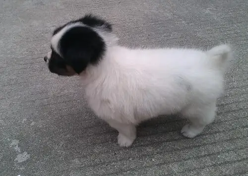 蝴蝶犬串串旺财多多前来报道!顺便找个女朋友给它.