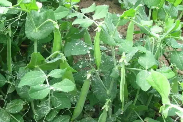 农村采用温室大棚进行栽培的豌豆,有哪些常见病虫害的防治技术?