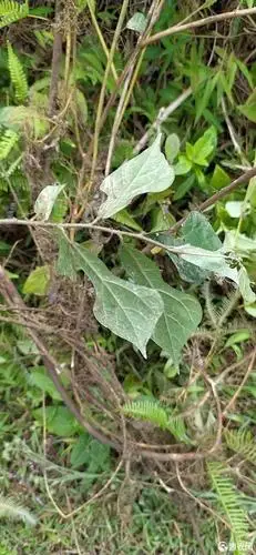 牛奶树根 牛奶根(来自五华石马山下深山老林)