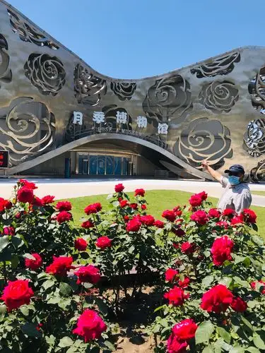 2020年5月19日大兴魏善庄世界月季主题公园一日游!