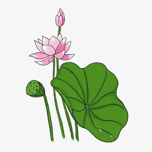 彩色手绘中国风荷花png素材