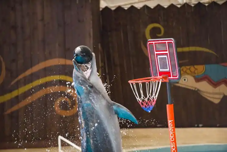 的朋友:海豚 写美篇抚顺(皇家海洋乐园)最好的表演要算是海豚表演了