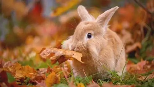 可爱呆萌的兔子高清桌面壁纸