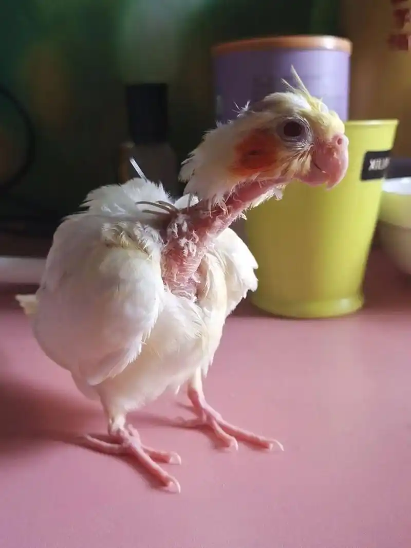 真的服了卖家了,这么秃的鹦鹉发货之前也不跟我说一下,脖子这么秃