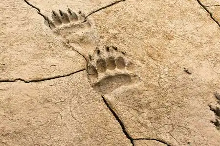 干熊图片-干熊素材-干熊插画-摄图新视界