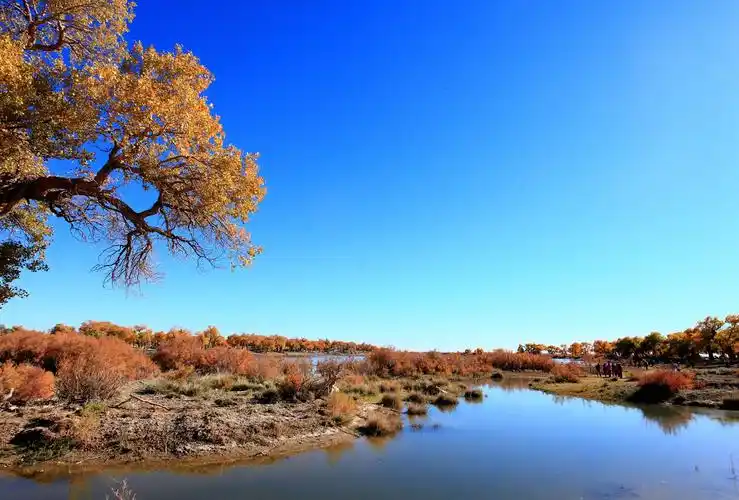 醉美胡杨林(二)