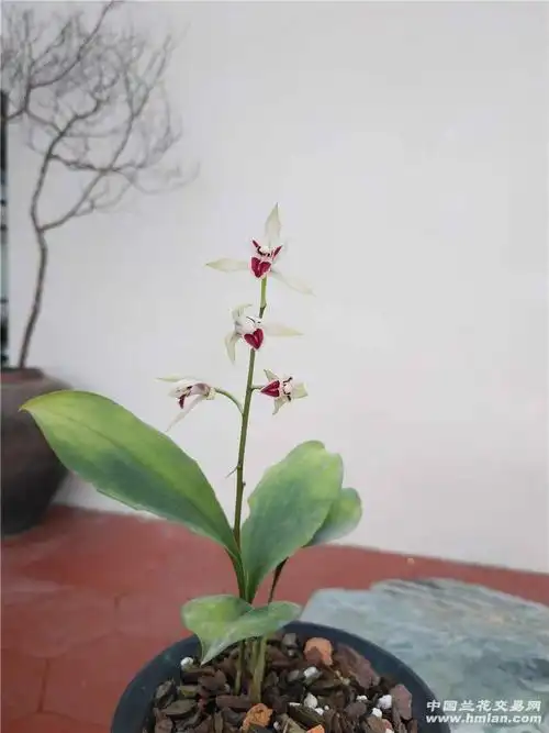 分享我园部分兔耳兰