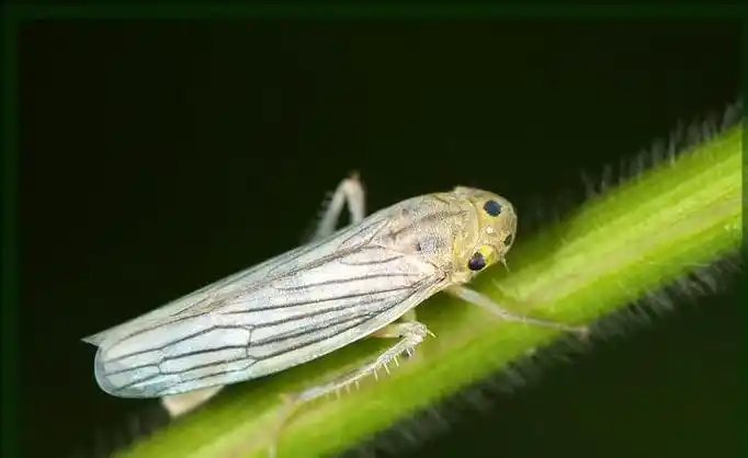 p>昆虫名,为同翅目,叶蝉科.分布在黄河以南,四川西昌以东.