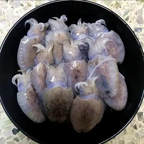 新鲜海鲜八爪鱼墨鱼仔新鲜墨鱼仔鱿鱼仔小墨鱼鲜活墨鱼仔新鲜章鱼