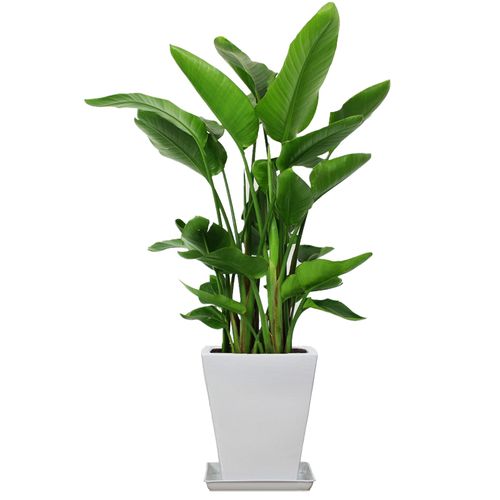 天堂鸟盆栽植物特价室内大型绿植花卉鹤望兰吸甲醛净化空气包邮