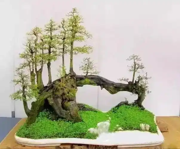 鬼斧神工赏盆景之二十过桥式盆景