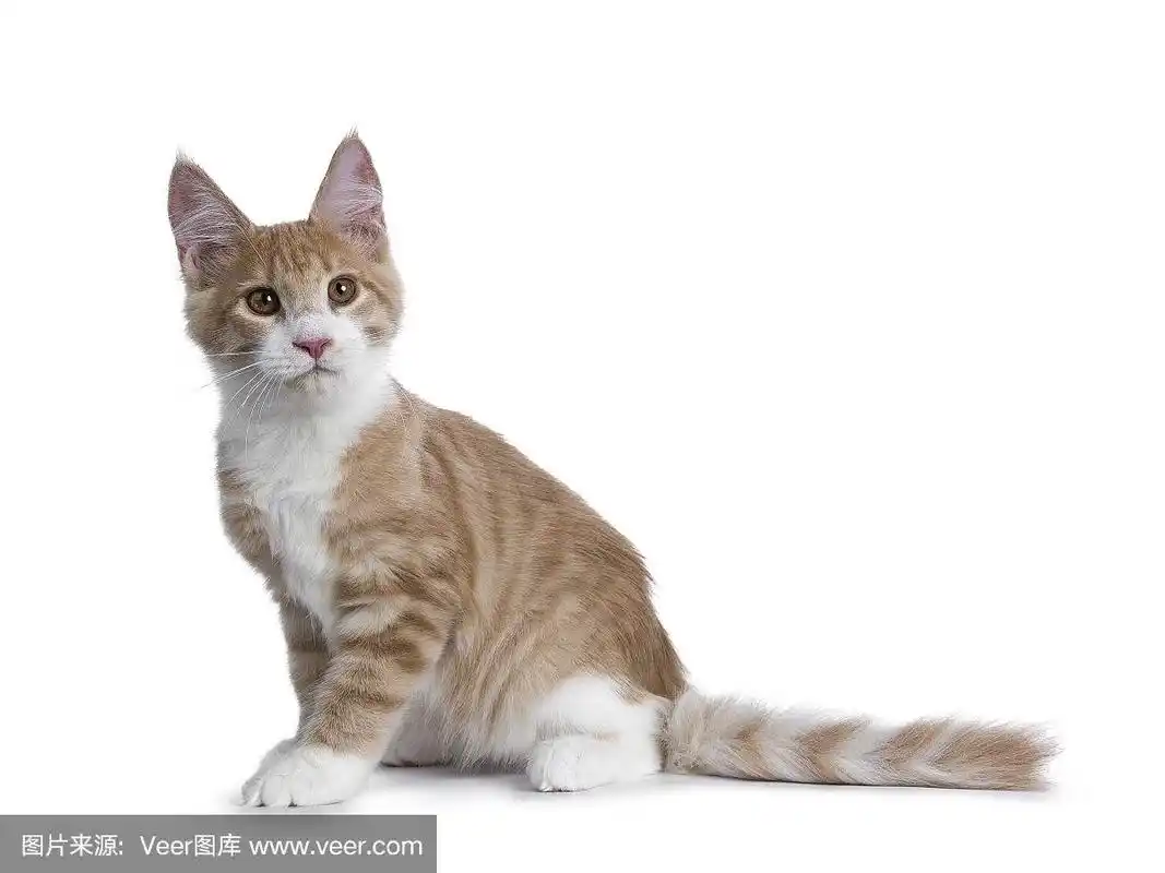 可爱的,白色背景,缅因库恩猫,小猫,侧面视角