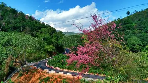 可西双版纳却是樱花冬天的天堂,当你到达海拔1200米的山上,簇簇樱红