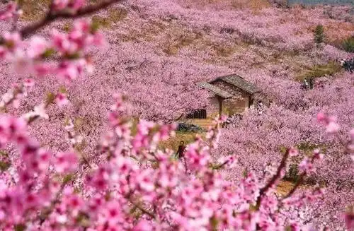 外面十里桃花,你却死宅在家!怎么办?去浪啊