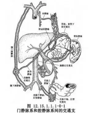 文件门静脉解剖jpg