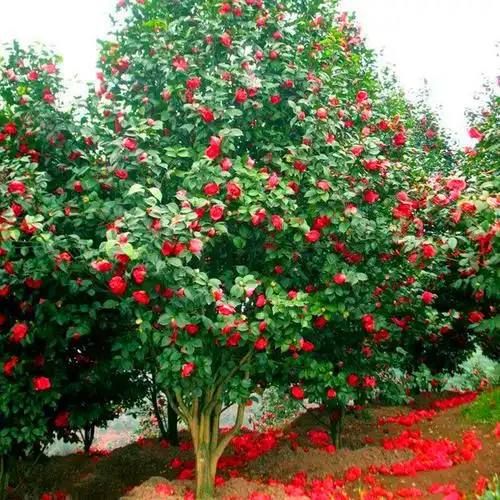庭院耐寒花卉植物大型山茶花树苗四季常青耐冬耐冻茶花树苗绿植