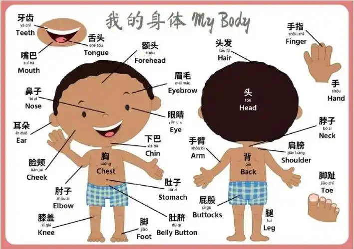 bodyparts挂图图文