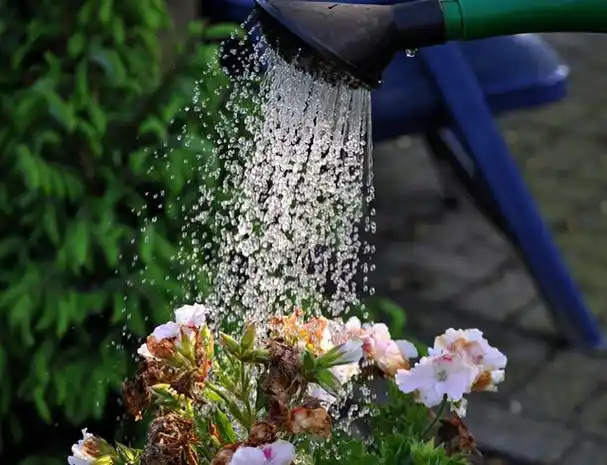 秋季浇水有窍门,养花30年的老花农手把手