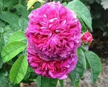 阿斯科特(ascot)(德国)