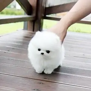 茶杯狗宠物幼犬博美图片