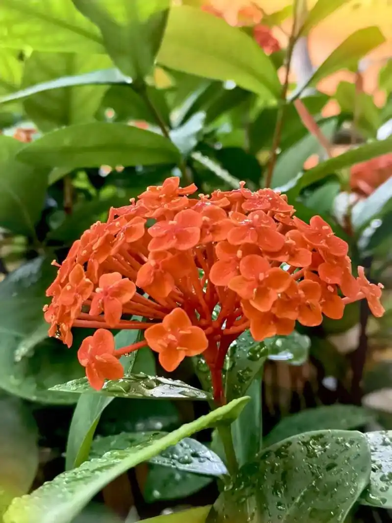 又名英丹    龙船花 又名英丹,仙丹花,百日红,为茜草科,龙船花属治镲