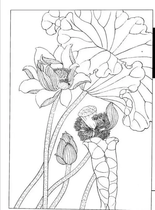 书画鉴赏丨工笔画白描线描荷花