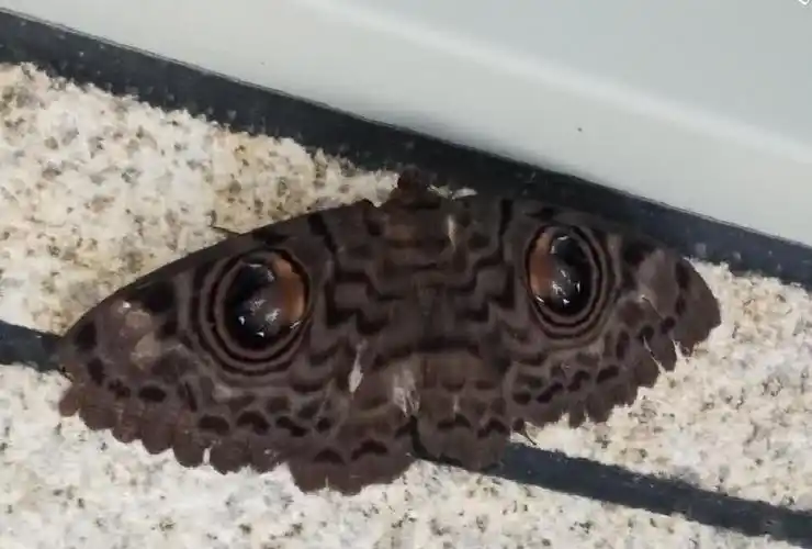 云南男子办公角落遇大蛾 两翼长"猫眼"极为罕见