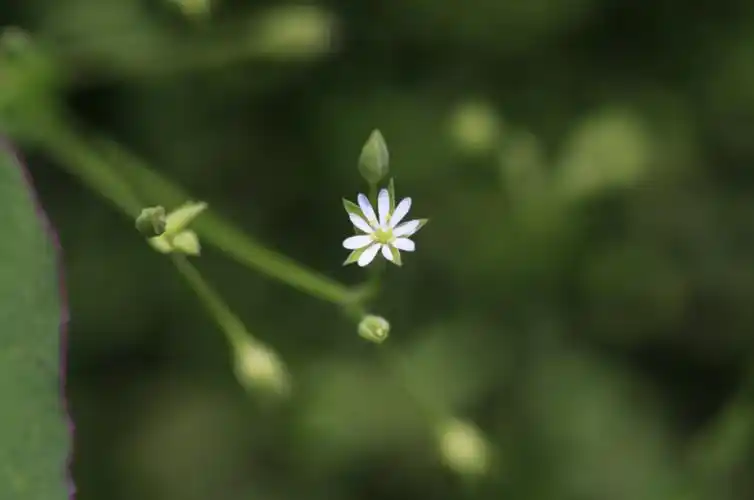 探秘!长白山植物千"种"风情~雀舌草